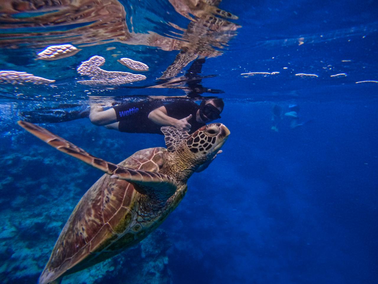 Turtle & Eagle Ray Tour - Group Tour 