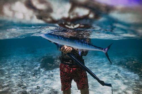 Reef Spearfishing Tour