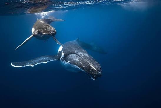 Whale Swims | Ethical Humpback Encounters Rarotonga