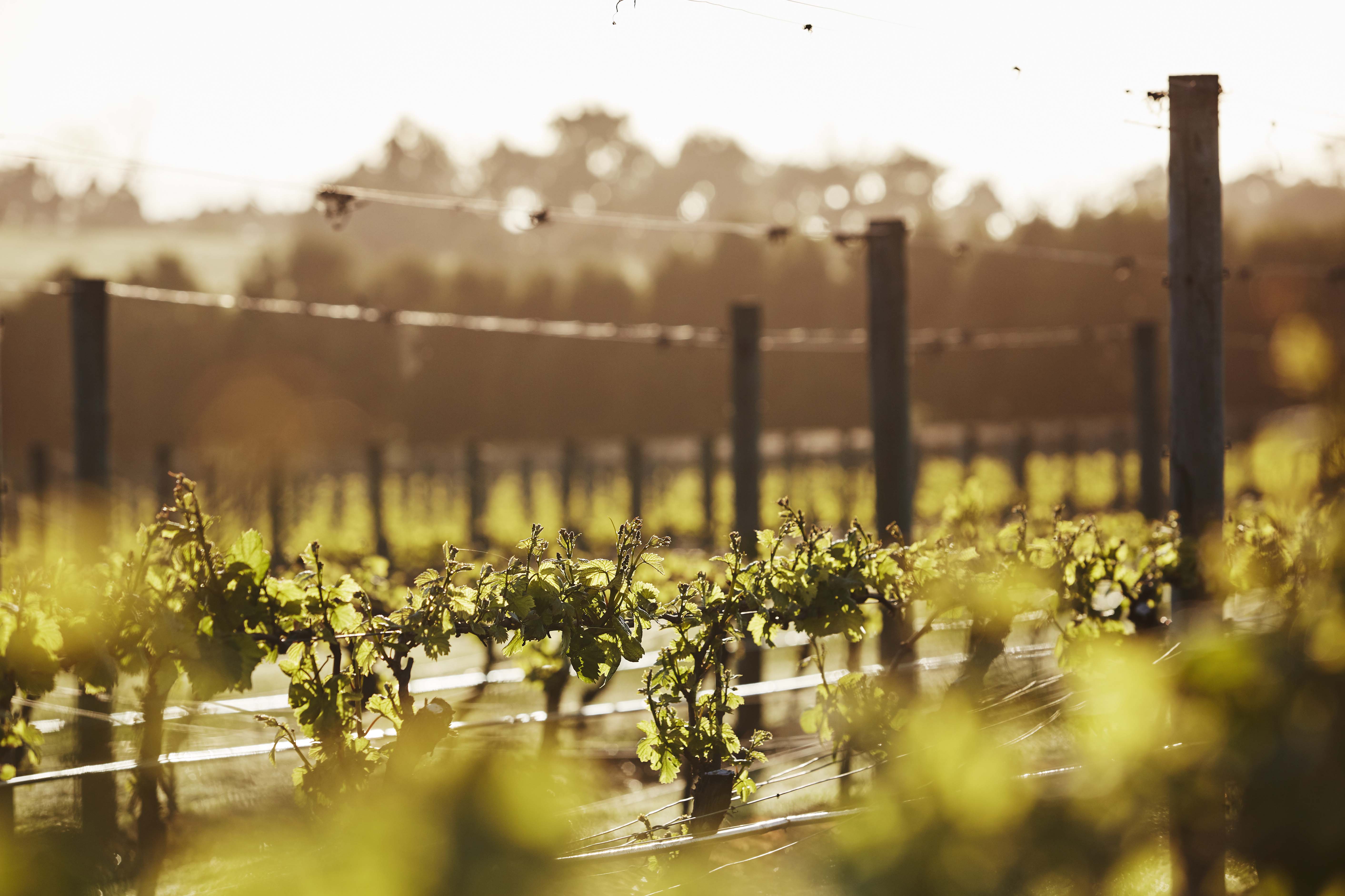 Pt. Leo Estate Vineyard & Wine Immersion