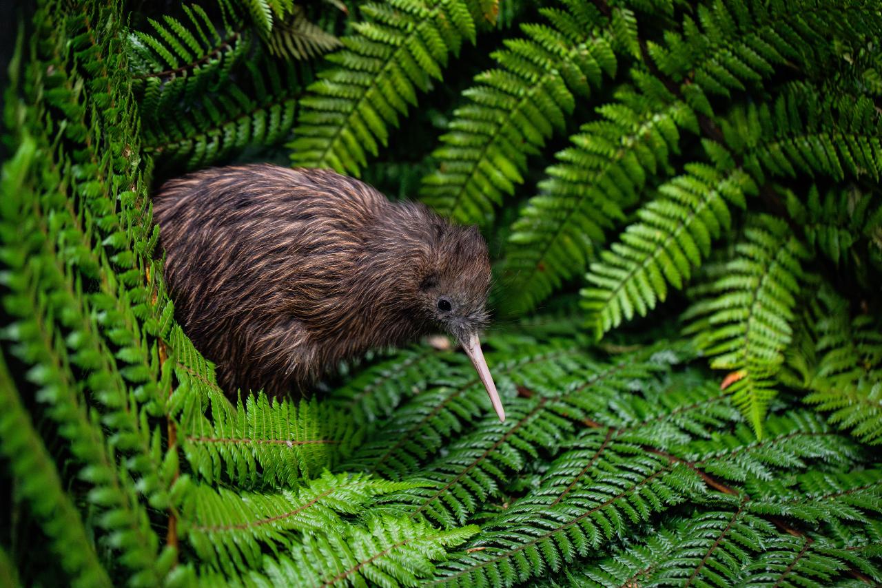 Private Customisable North Island Luxury Tour — From Auckland