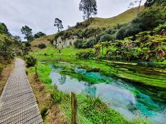 From Hamilton : Hobbiton Movie Set and Blue Springs - Small Group Tour