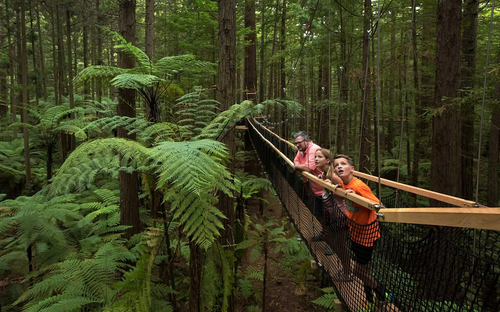 From Auckland: Rotorua Te Puia Tour, Haka & Redwoods Tree Walk Small Group Tour