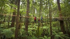 From Auckland: Rotorua Māori Village & Redwoods Tree Walk Small Group Tour