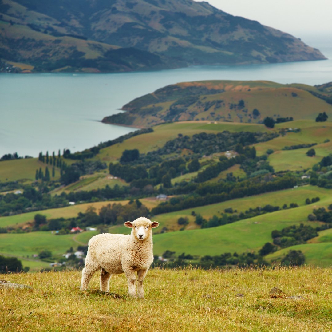 Auckland Family Fun (3 days / 3 nights)