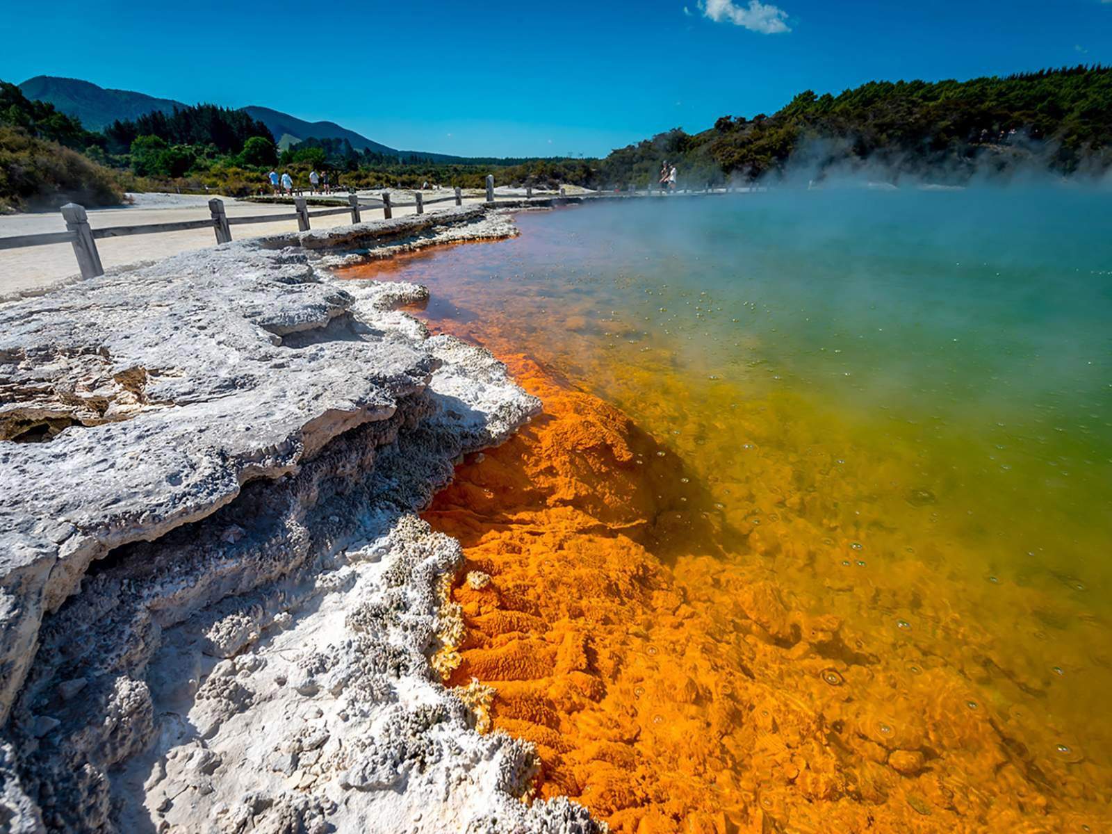 From Hamilton: Rotorua Wai-O-Tapu, Te Puia & Maori Haka Small Group Tour