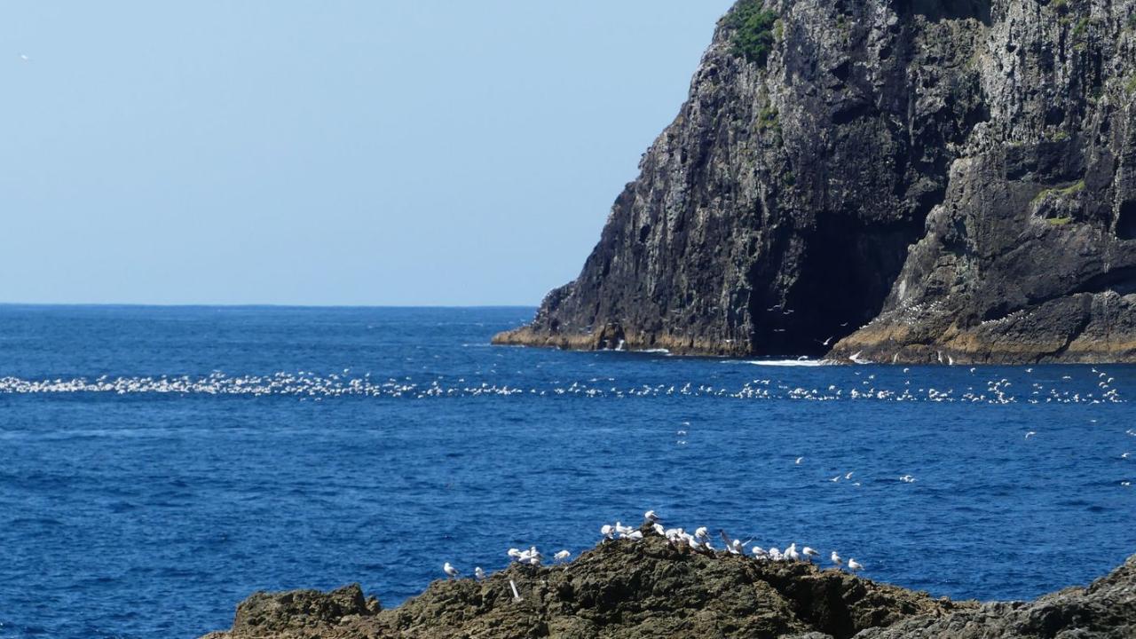 Explore Bay of Islands: Full Day Private Tour from Auckland