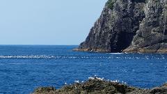 Explore Bay of Islands: Full Day Private Tour from Auckland