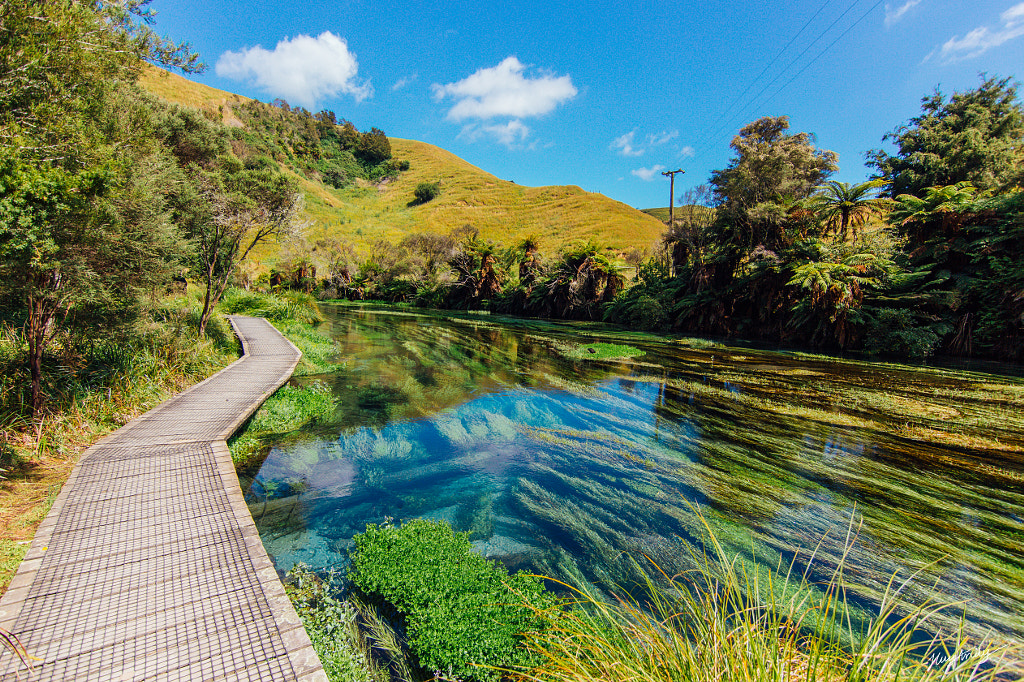 Auckland Glowworms & Harbour Trip by NZ GO Tours & Travel