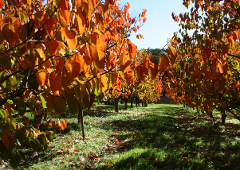 Pick Your Own Persimmons