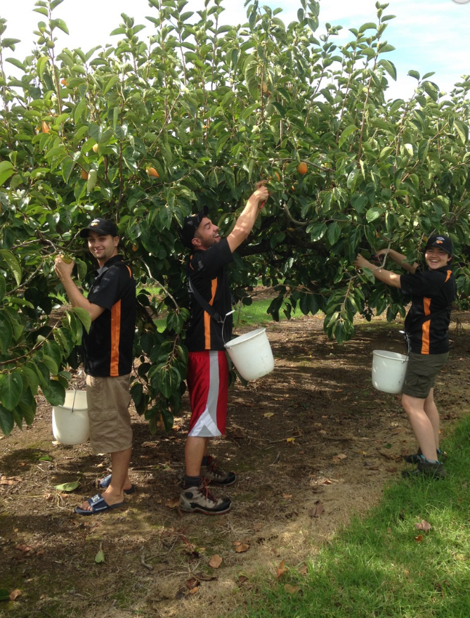 Pick Your Own Persimmons 2026