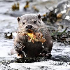 Shetland’s epic shores: 6-day wildlife & geology tour