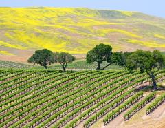 Coastal California: a journey through wine, geology and heritage
