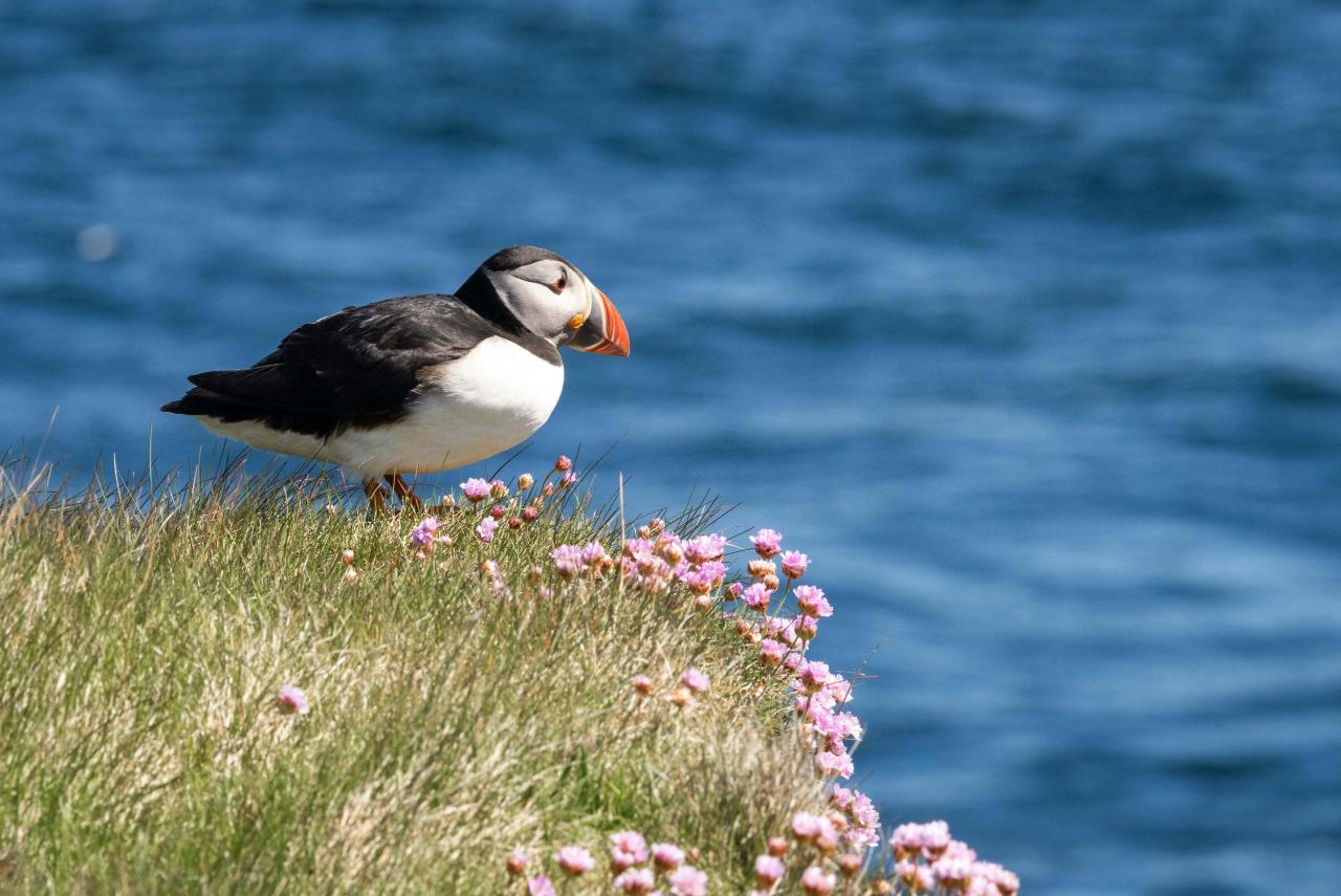 Shetland’s epic shores: 6-day wildlife & geology tour