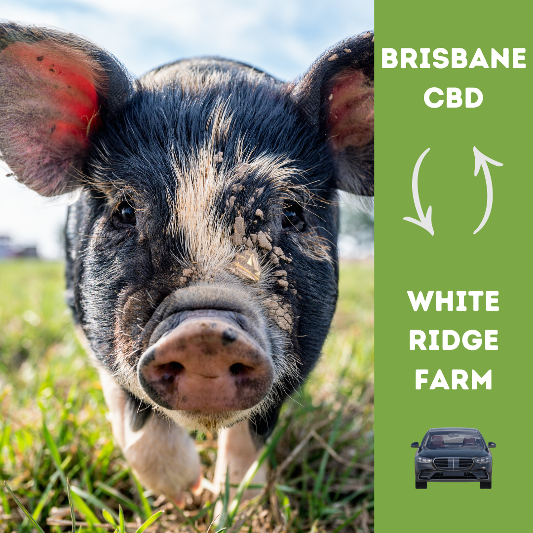 BRISBANE CBD TO WHITE RIDGE FARM - RETURN SEDAN TRANSFER 