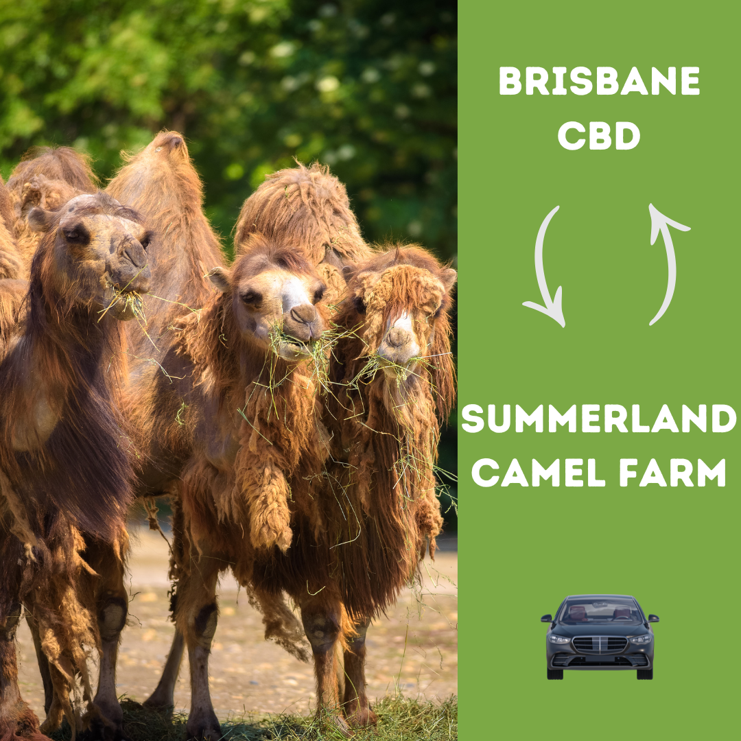 BRISBANE CBD TO SUMMER LAND CAMEL FARM - RETURN SEDAN TRANSFER 