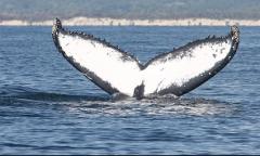 Private Whale Watching Tour Byron Bay 