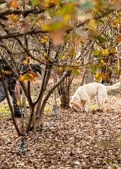 Truffle Hunt & Breakfast