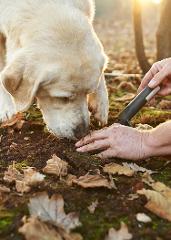 Truffle Hunt Experience