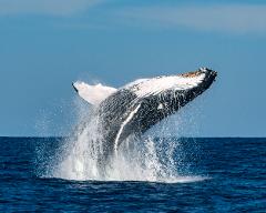 Whale Watching Tour 