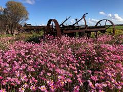 Western Rainbow of Wildflowers