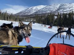 Ultimate Dog Sledding with Elevation Sled Dogs - Half-Day