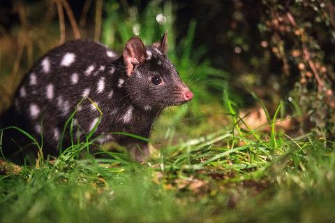 Black_Quoll