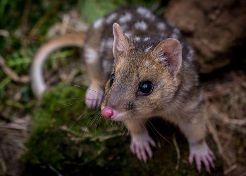 Brown_Quoll