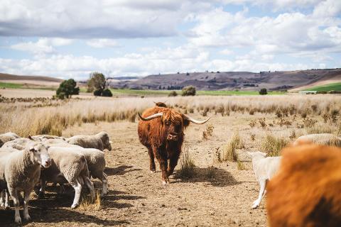 Tasmanian_Farm_Tour