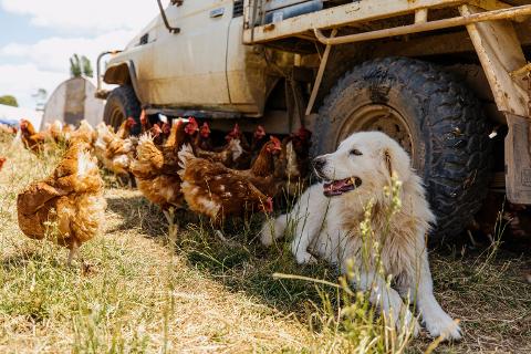 Tasmanian_Life_Style