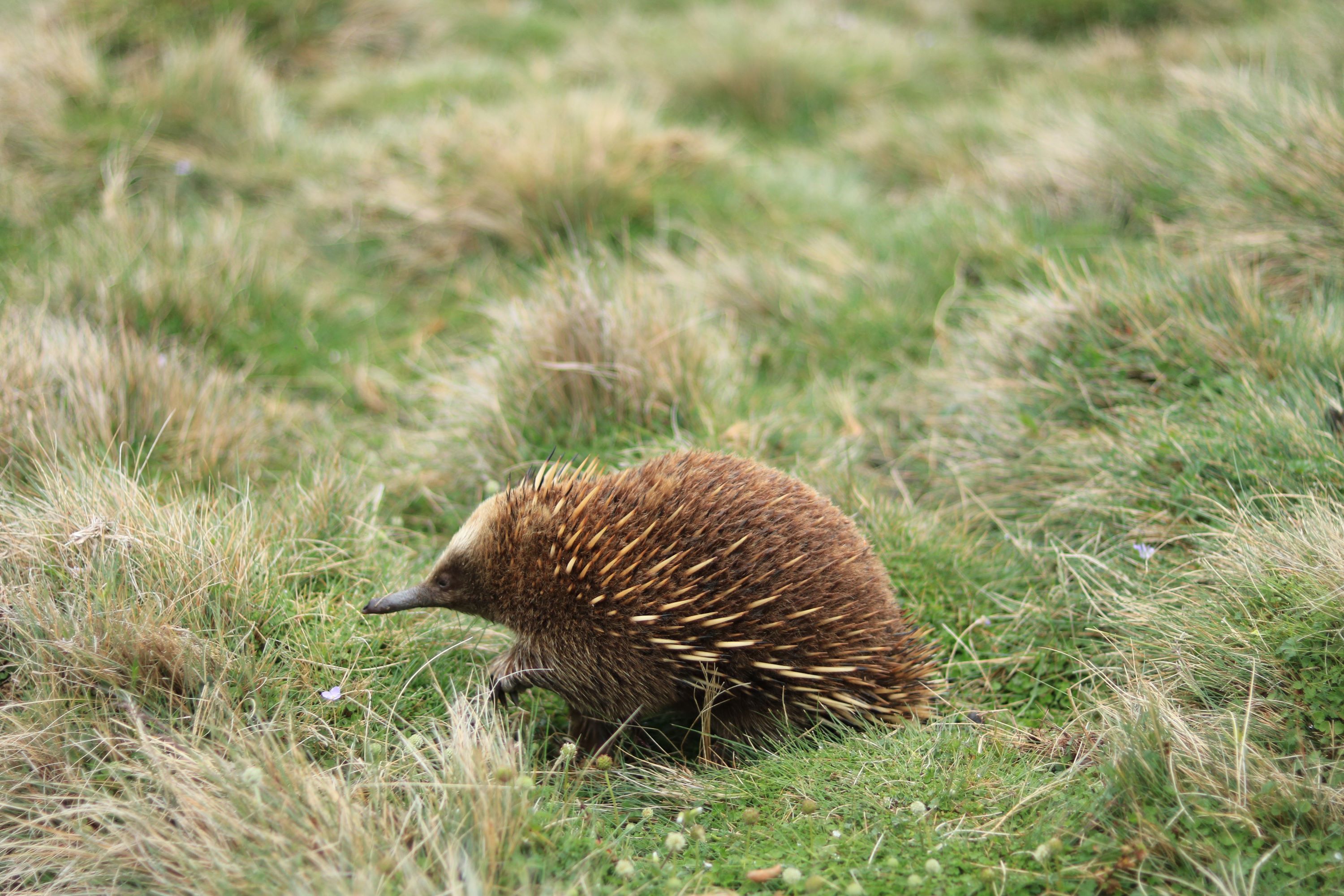 Tasman Peninsula