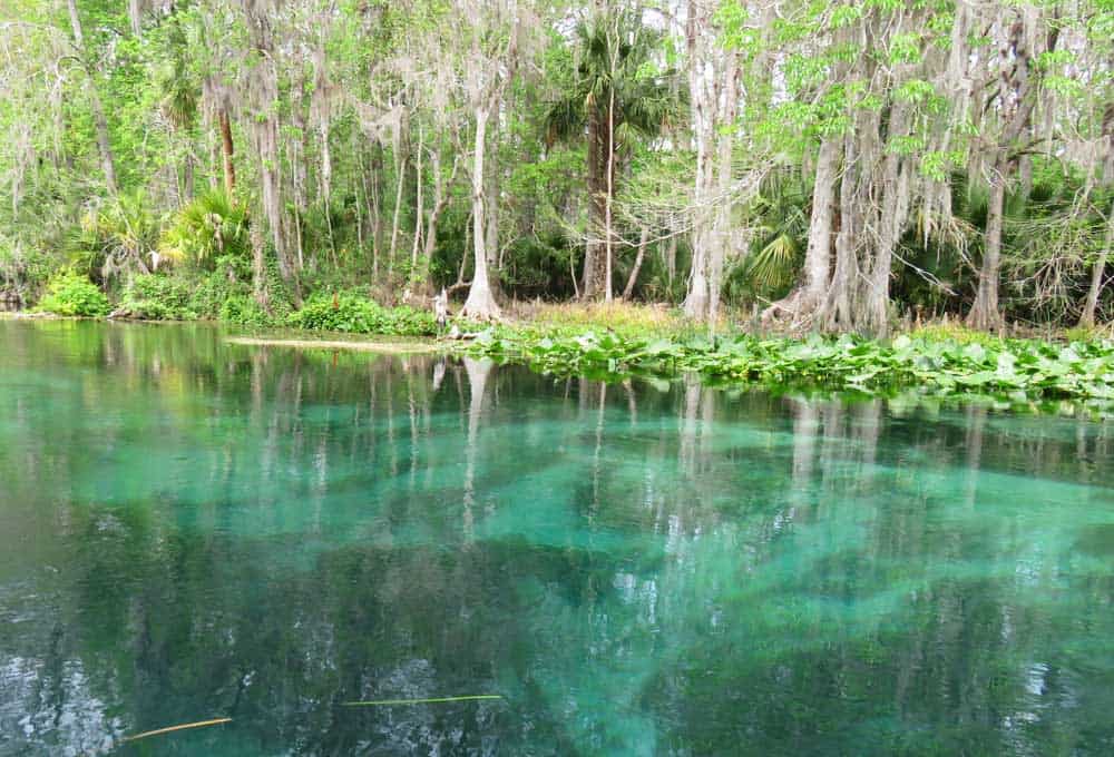 Silver Springs River Ecotour (no paddling required)