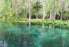 Silver Springs River Ecotour (no paddling required)