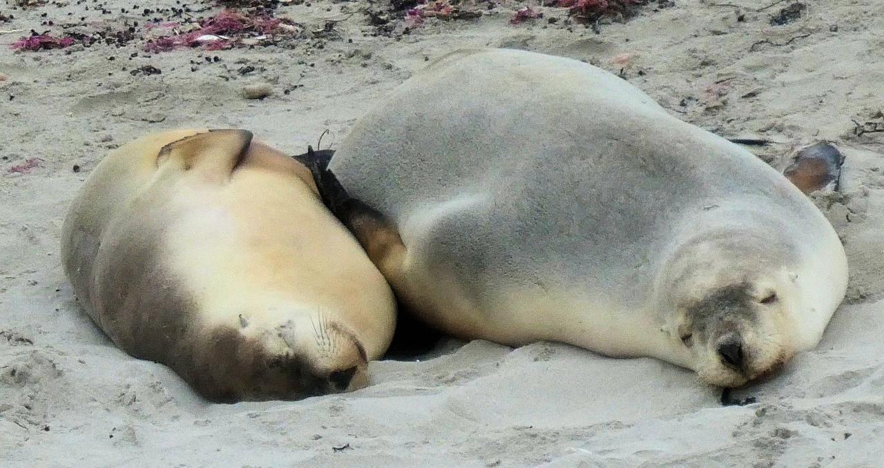 Seal Bay Tour