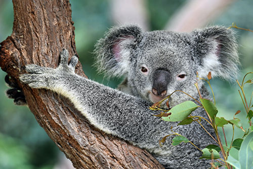 Wildlife Park Tour