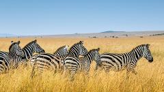 Cultural Wildlife Discovery of Tanzania