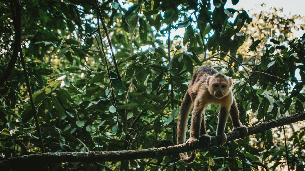 Colombian Wildlife Quest