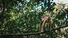 Colombian Wildlife Quest