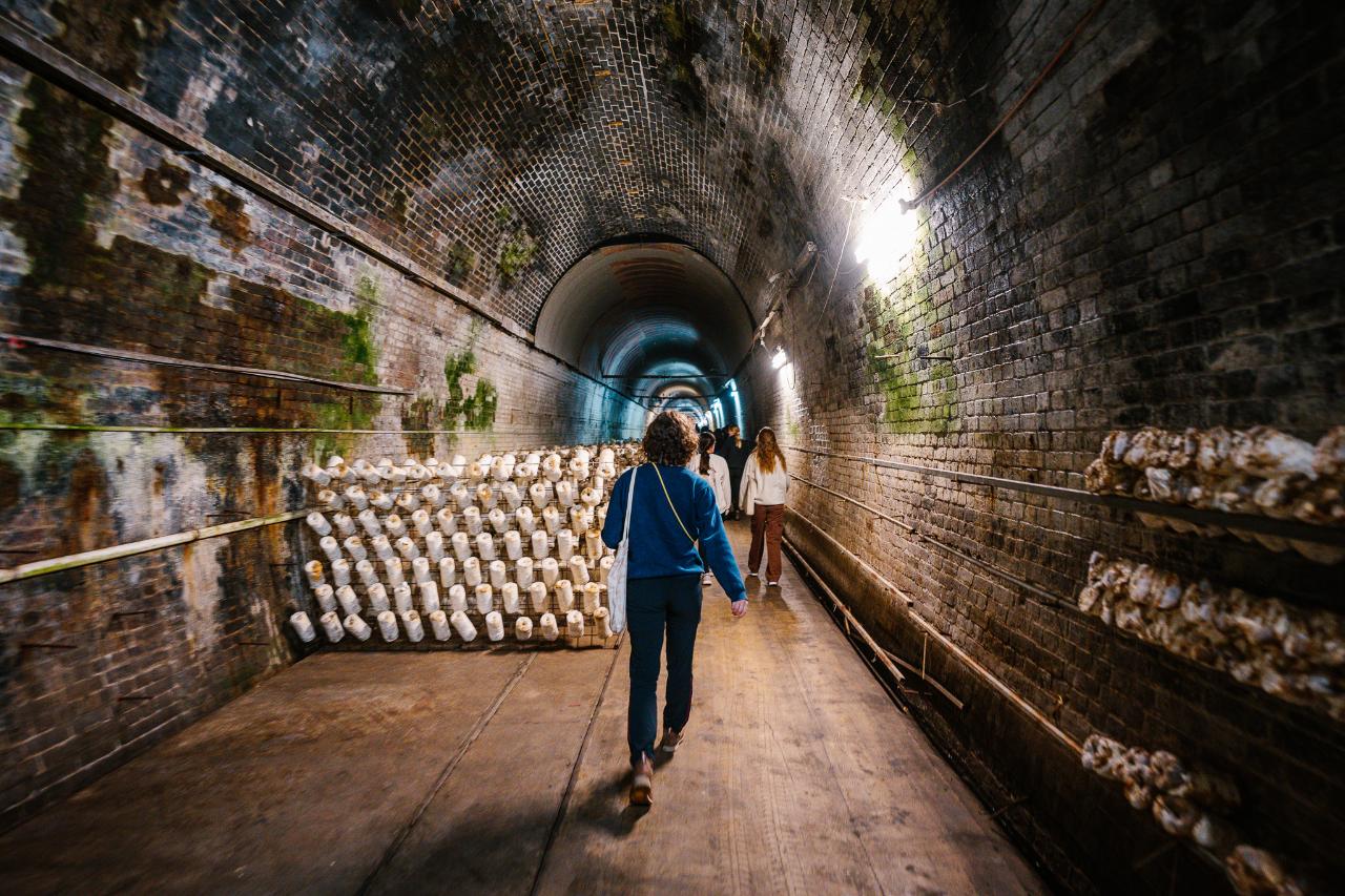 Mittagong Mushroom Tunnel Tour