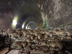 Mittagong Mushroom Tunnel Tour