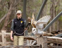 Bird of Prey Encounters and Forest Walk