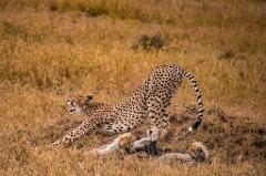 5-Day Camping Northern Circuit Serengeti & Ngorongoro