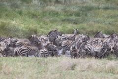 10th August - 7-Day Tanzania Northern Classic Safari (Serengeti, Tarangire, Ngorongoro & Manyara)