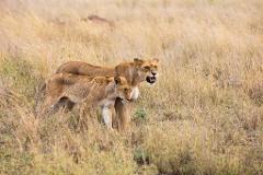 20th September - 4-Days Tanzania Safari Manyara and Ngorongoro