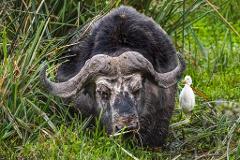 2 days Arusha national park and Chemka Hotspring Safari