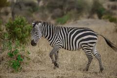 13th February - 8 – Days Calving Season Safari