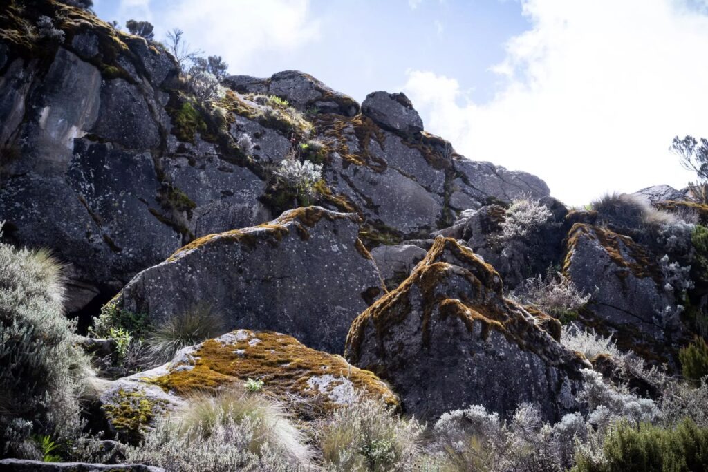 Half Day Trek Mount Kilimanjaro