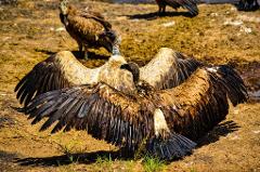 9th October - 4-Days Safari Tarangire and Ngorongoro