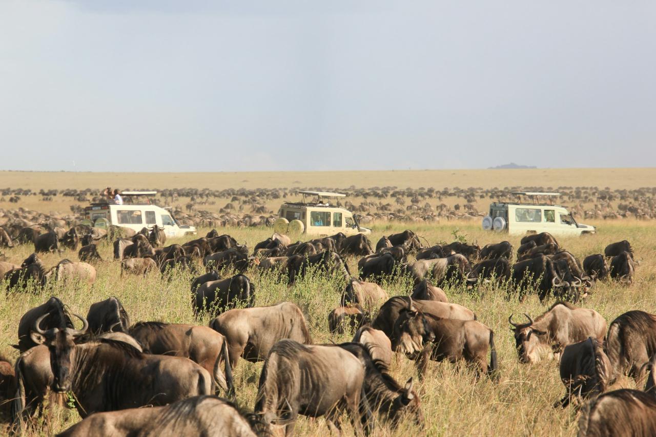 Serengeti & Maasai Mara (Kenya) - Migration Safari Tour