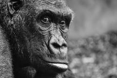 30th June - Chimpanzee Safari